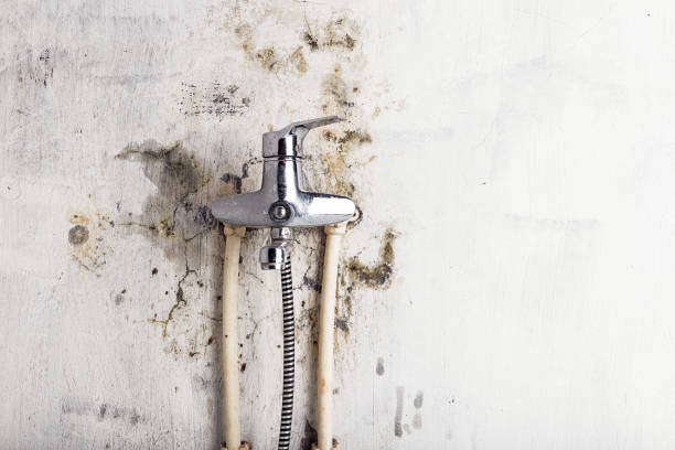 Best Industrial Mold Remediation in Maywood Park, OR