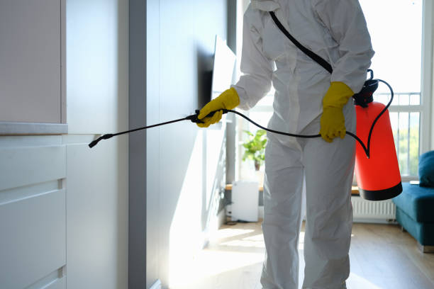 Best Basement Mold Remediation in Maywood Park, OR